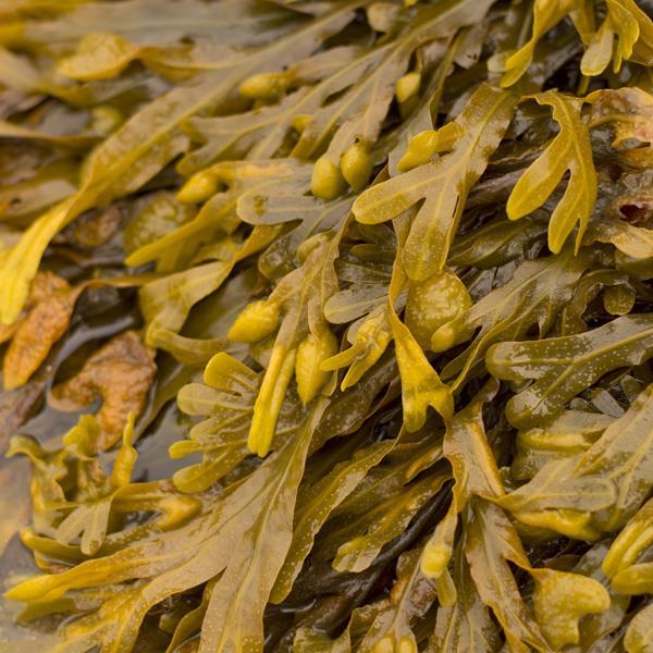 Badderwrack