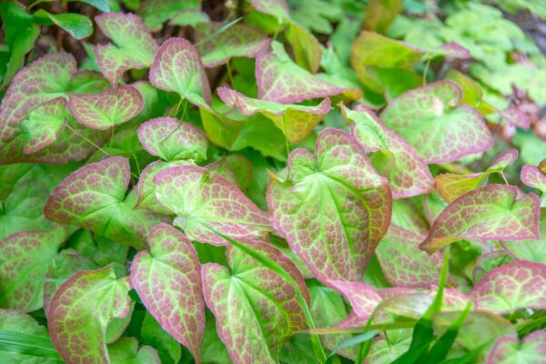 Horny Goat Weed 1