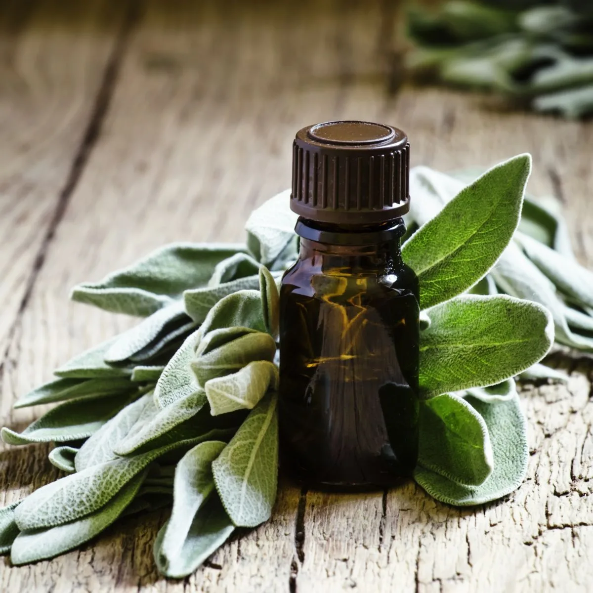 Sage essential oil