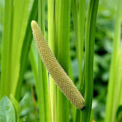 Sweet Flag - Calamus