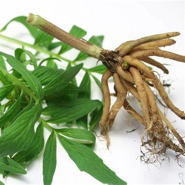 Valerian-Root-Extract