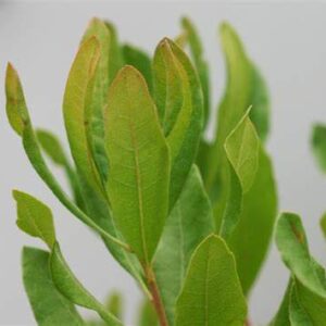 bayberry leaf