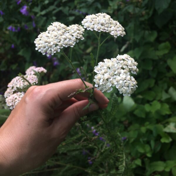 yarrow