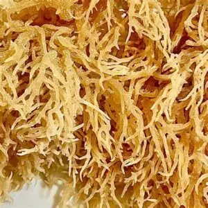 Sea moss