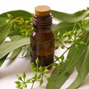Eucalyptus Oil