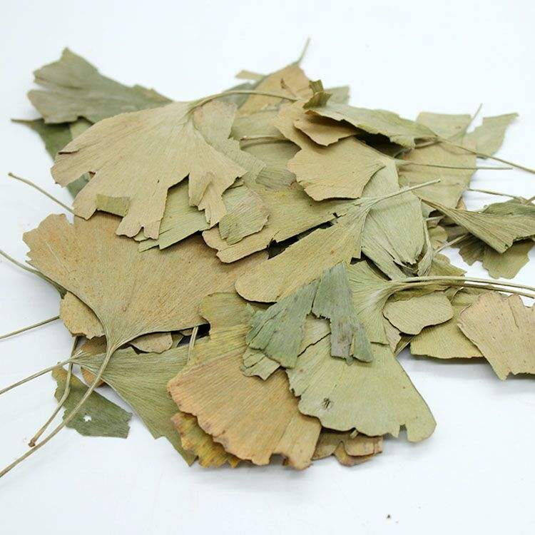 Ginkgo-Biloba-Leaf-dried