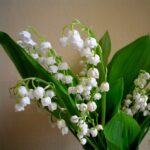 Lily of the valley